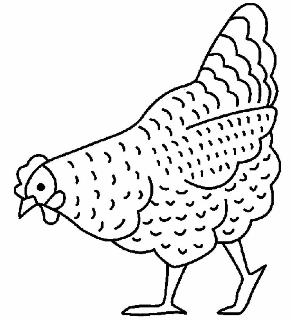desenhos de galinha para colorir 500