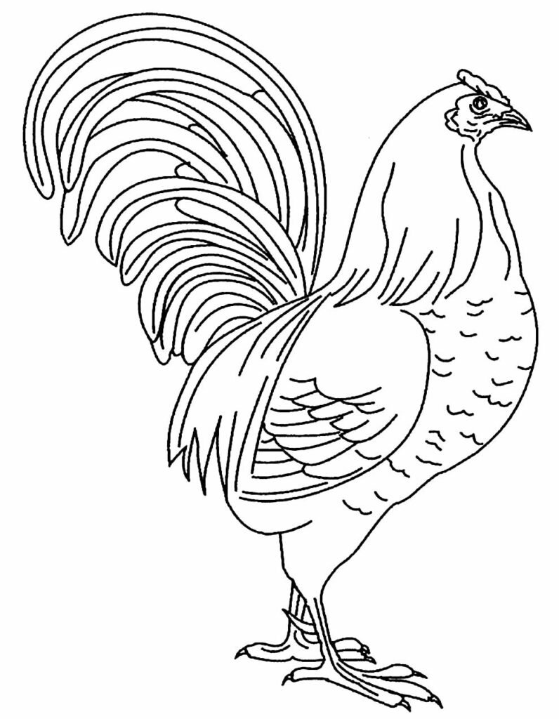 desenhos de galinha para pintar e colorir 6