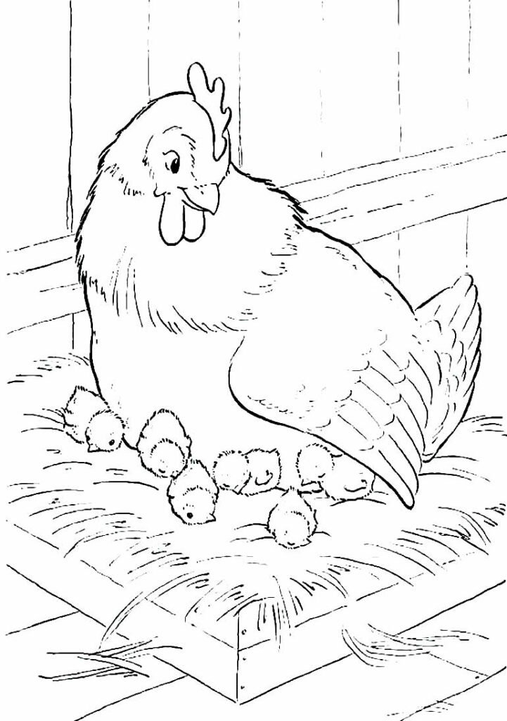 desenhos de galinha para pintar e colorir 7
