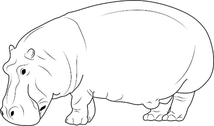 Desenhos de Hipopótamo para Colorir e Imprimir