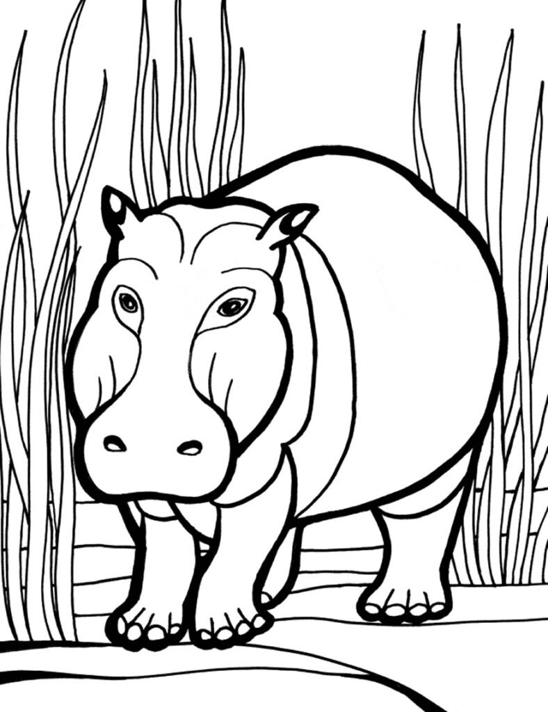 desenhos de hipopotamo para colorir 900