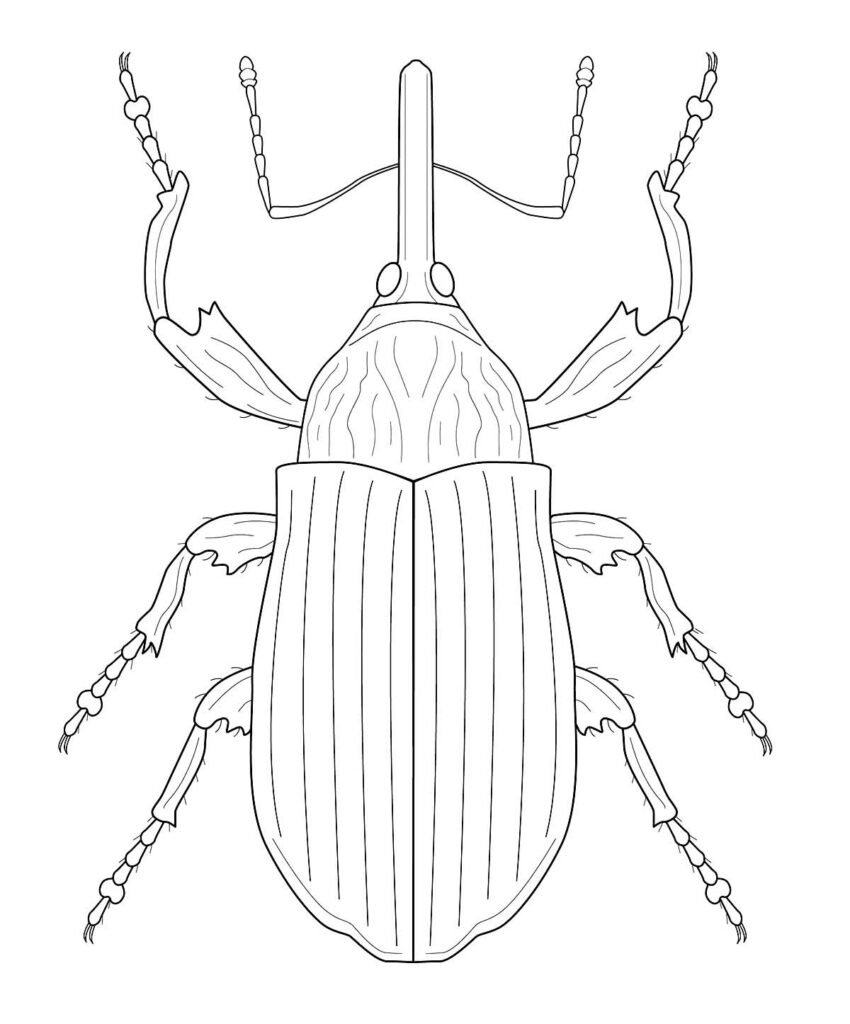 desenhos de insetos para colorir 1300