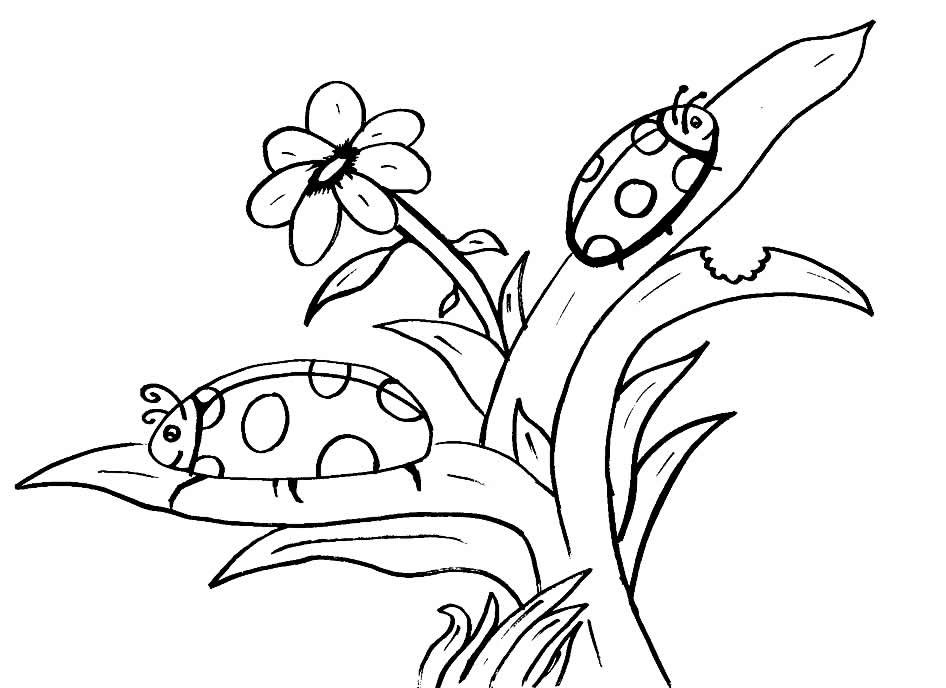desenhos de insetos para colorir 1800