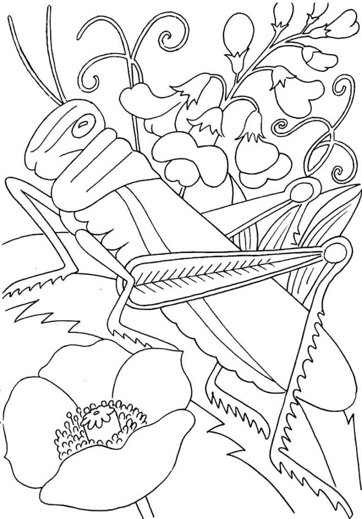 desenhos de insetos para colorir 600