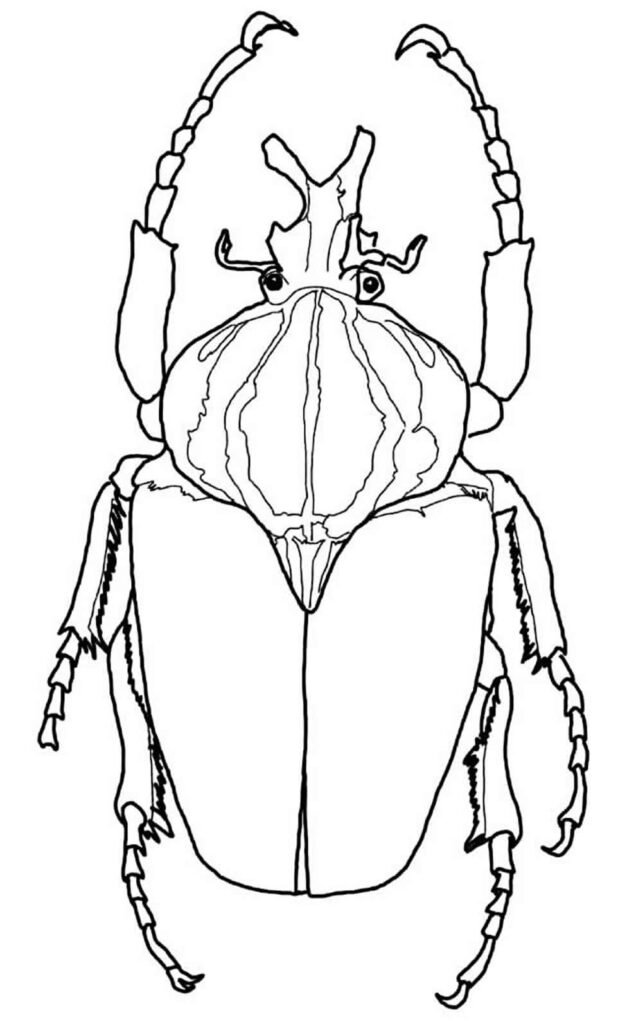 desenhos de insetos para colorir 8a