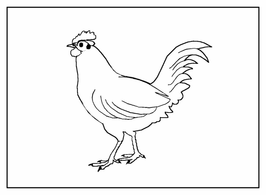 desenhos galinha 4