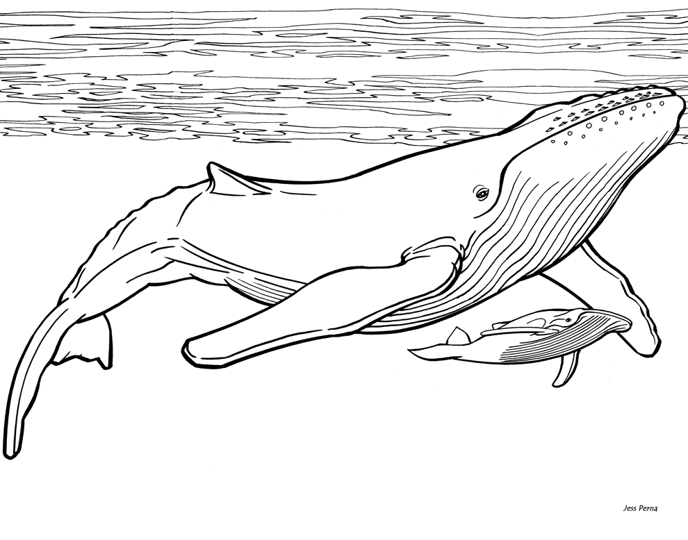 desenhos para colorir baleia