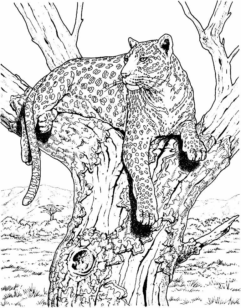 desenhos realistas para colorir 13