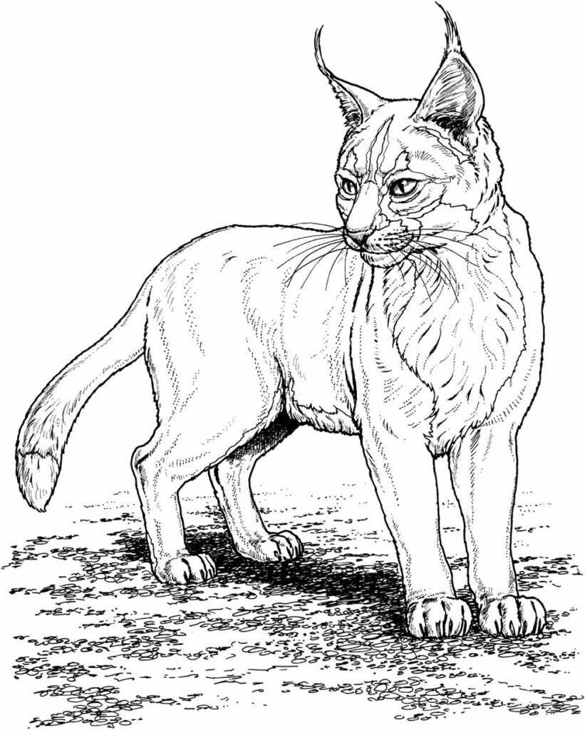 desenhos realistas para colorir 14