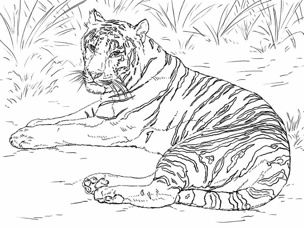 desenhos realistas para colorir 17