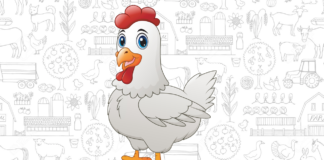 Desenhos de Galinha para Colorir e Imprimir galinha para colorir