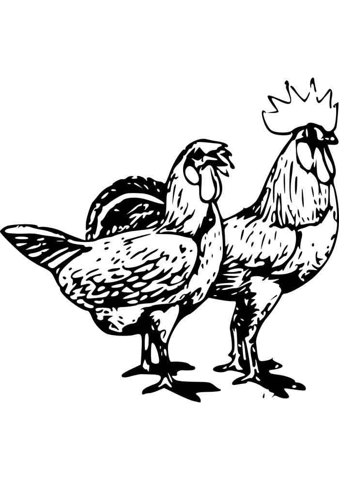 galinha para colorir casal galo 12