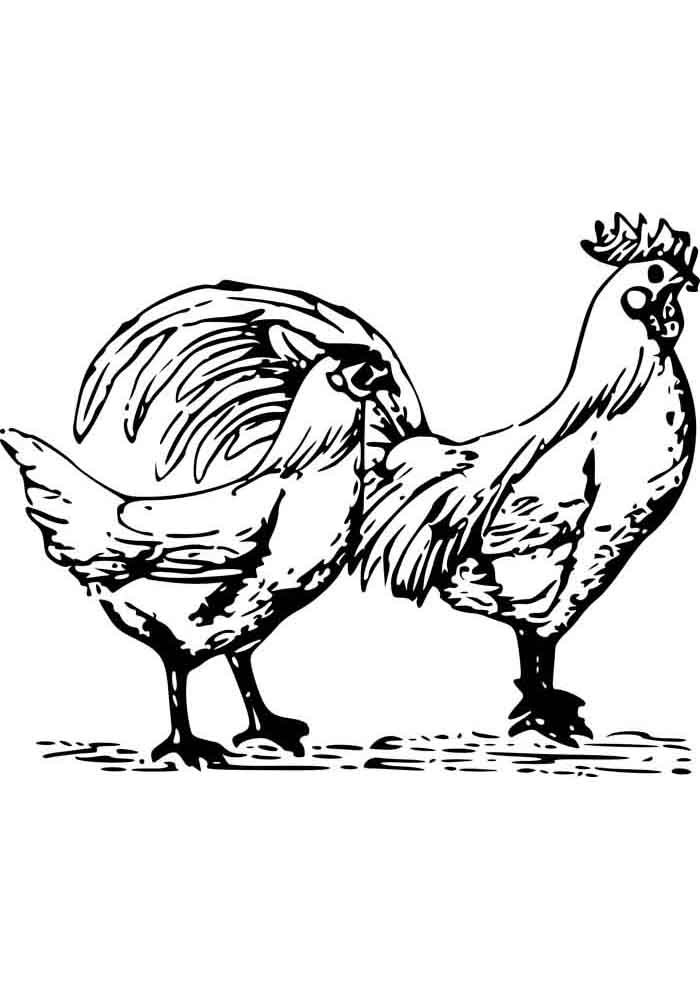 galinha para colorir e galo 1