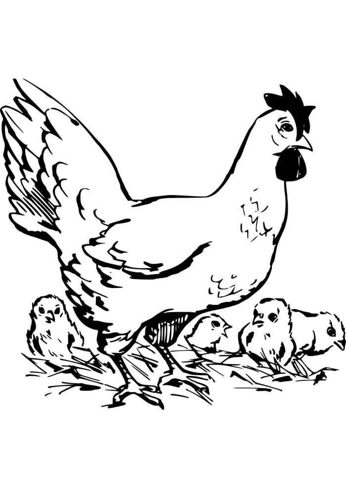 galinha para colorir e pintinhos 1