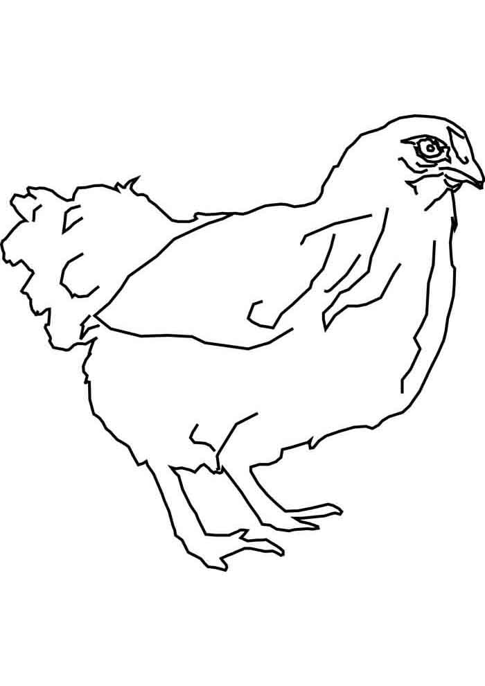 galinha para colorir enorme 1