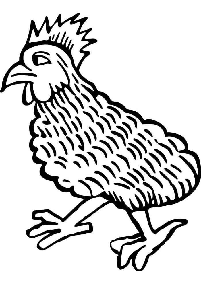 galinha para colorir galo 1