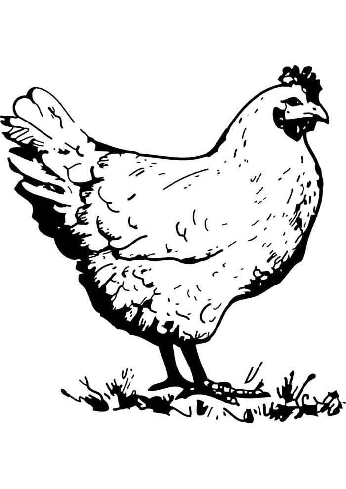 galinha para colorir grande 1