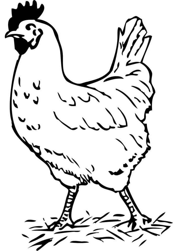 galinha para colorir granja 1