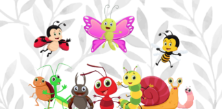 insetos para colorir