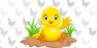 Desenhos de Pintinhos para Colorir e Imprimir Pintinho para colorir