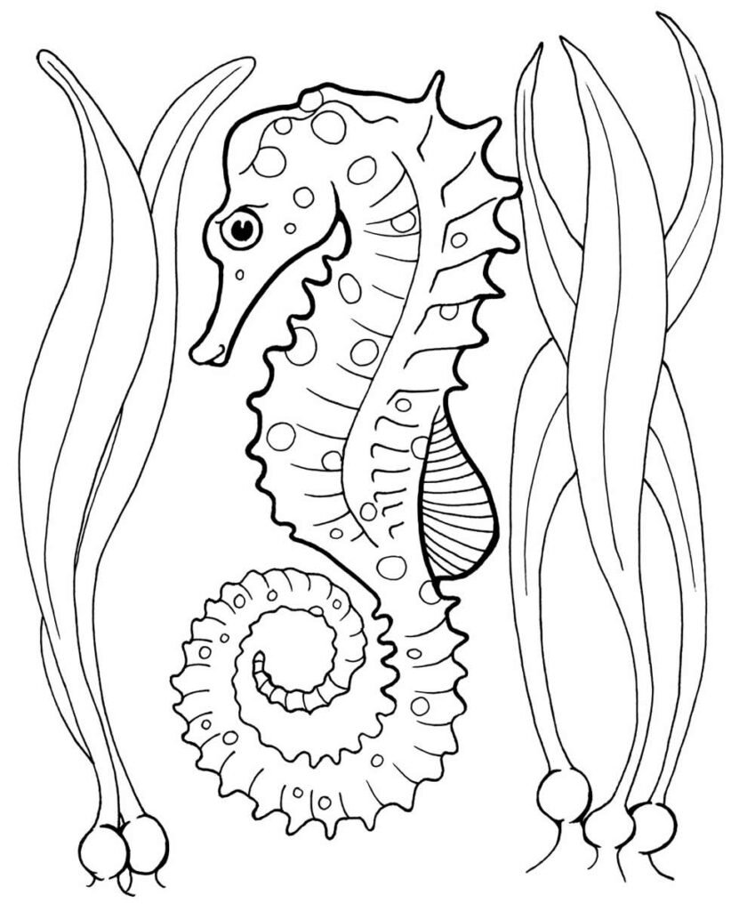 Desenhos para colorir de desenho de um lindo cavalo marinho para