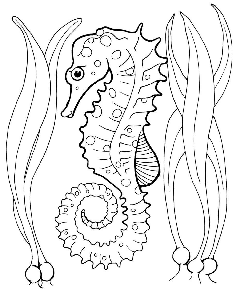 Desenhos de Cavalo-Marinho para Colorir e Imprimir - Aprender a Desenhar