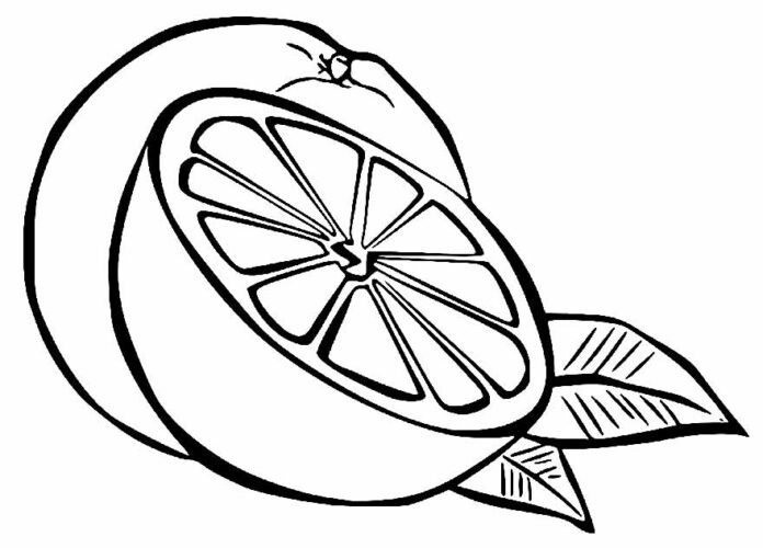Desenhos de Laranjas para Colorir e Imprimir - Aprender a Desenhar