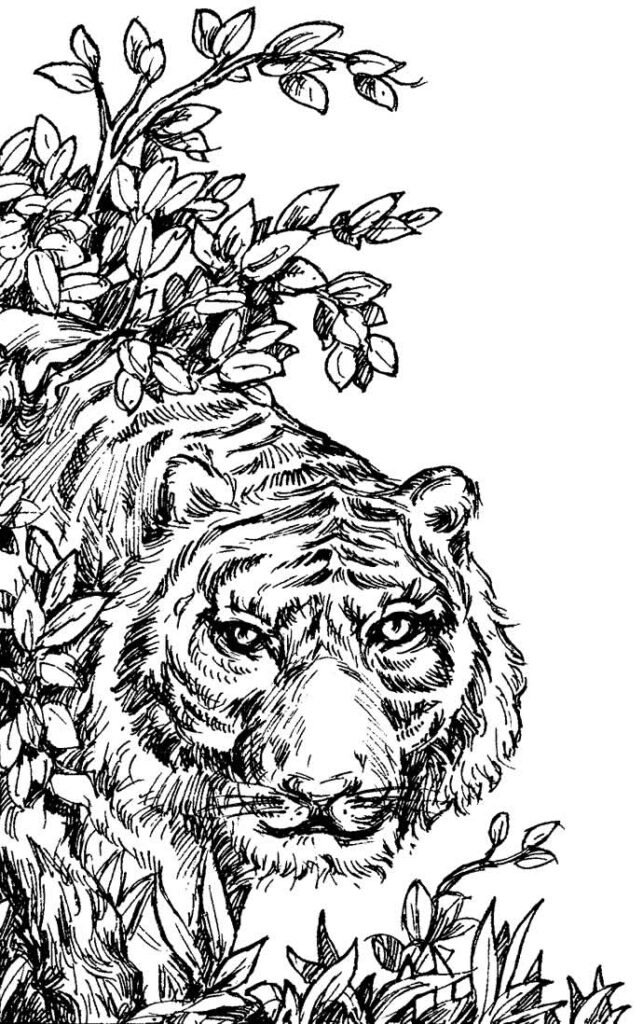 desenho de tigre 11