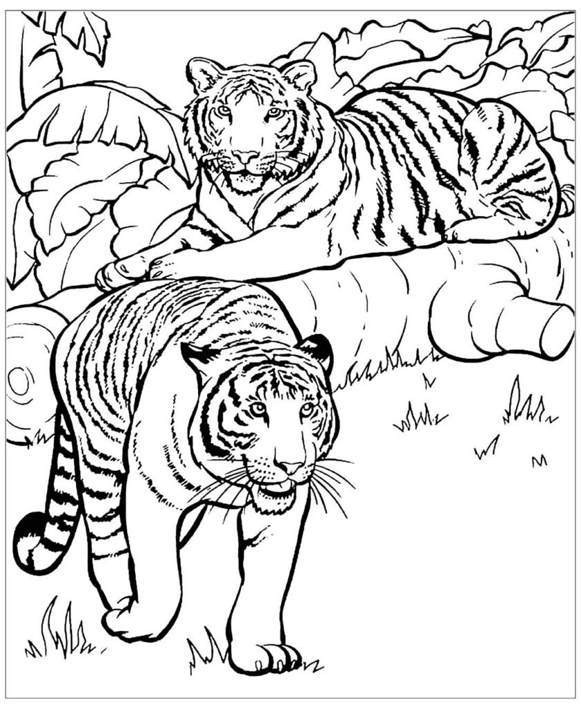 desenho de tigre 12