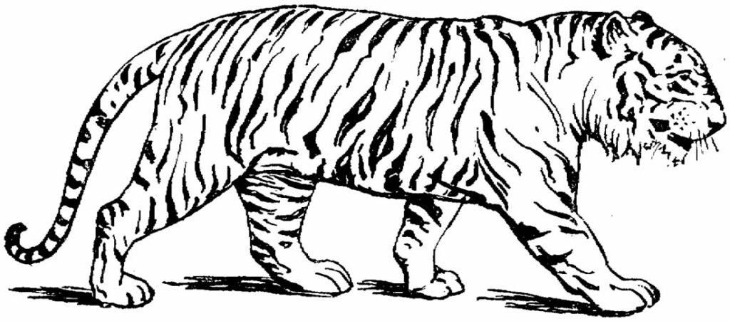 desenho de tigre para colorir 1