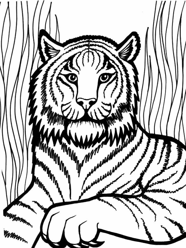 desenho de tigre para colorir 2