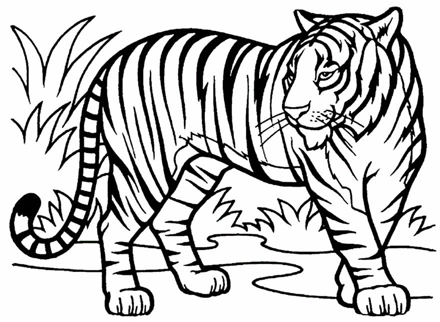 desenho de tigre para colorir 6