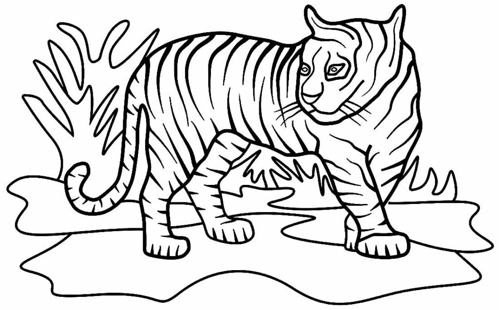 desenho de tigre para pintar e colorir 3