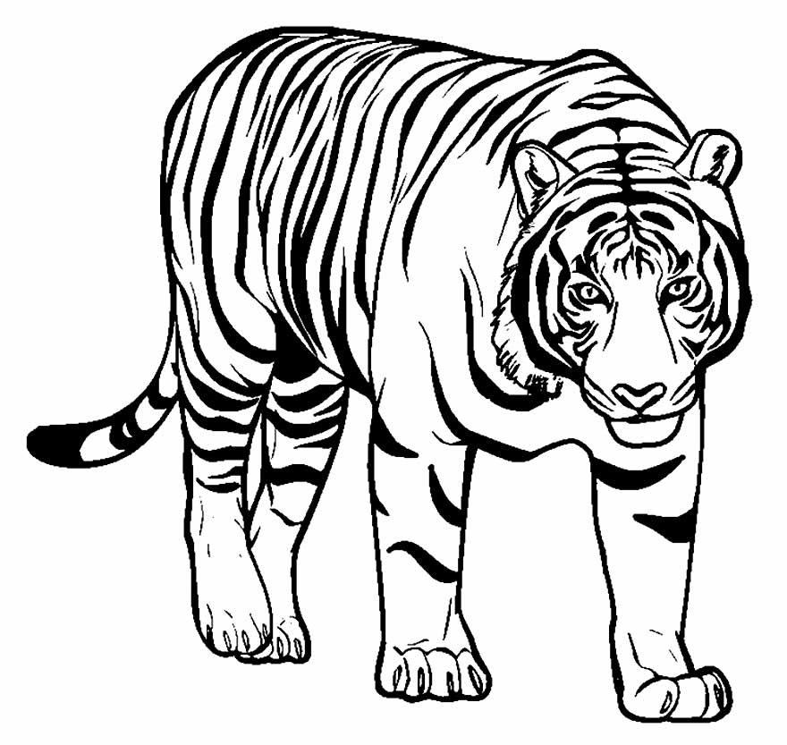desenho de tigre para pintar e colorir 30 desenho de tigre para pintar e colorir 30