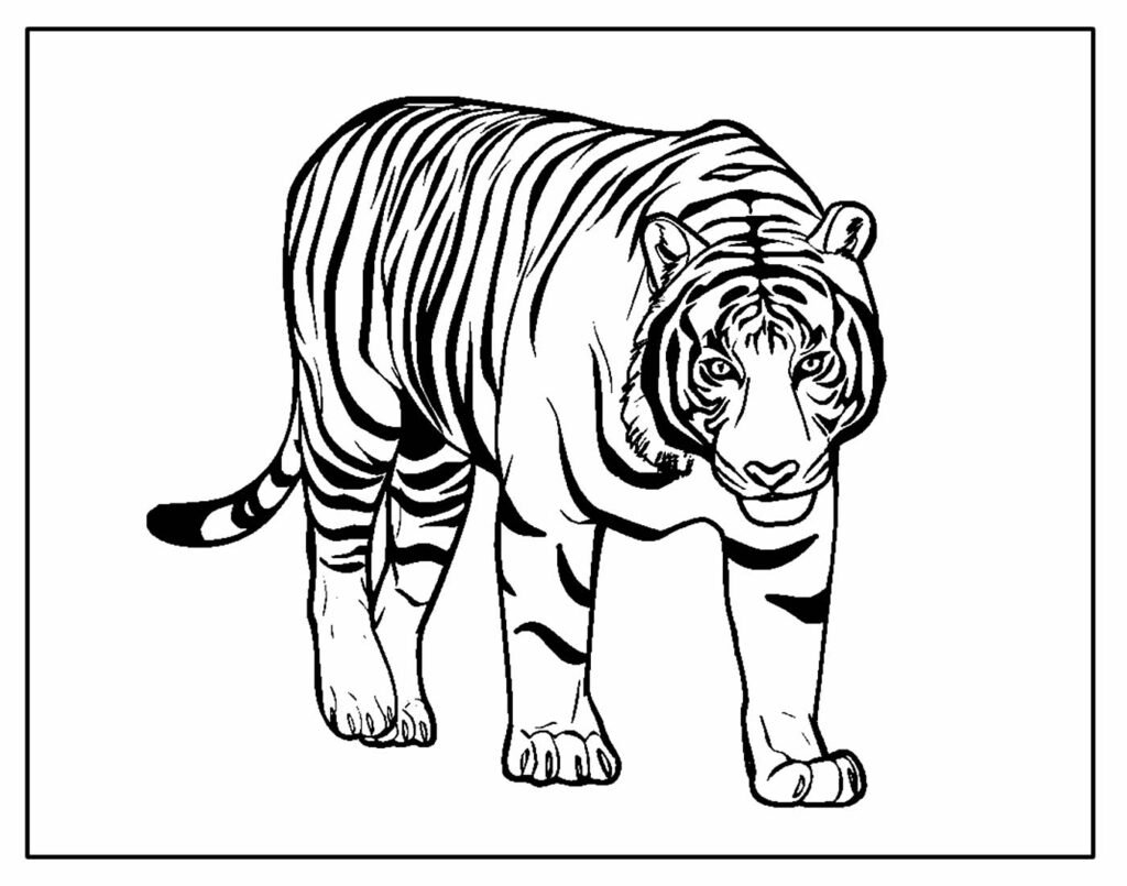 desenho para colorir e pintar de tigre 5