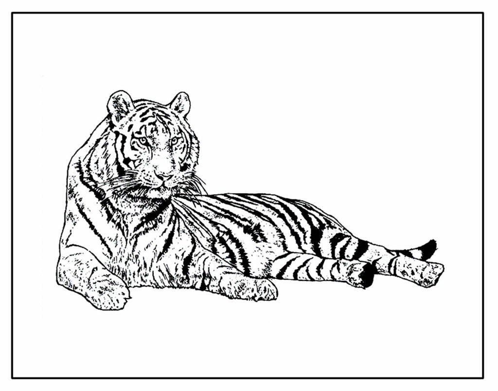 desenho para colorir e pintar de tigre 6