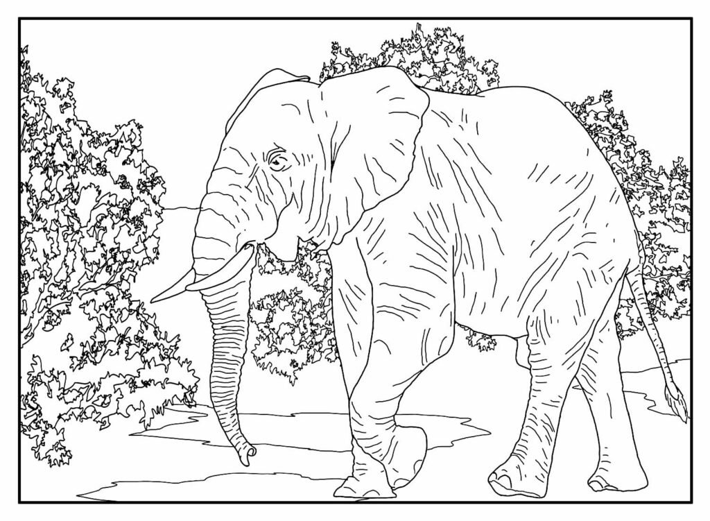 desenhos de elefante para colorir 31
