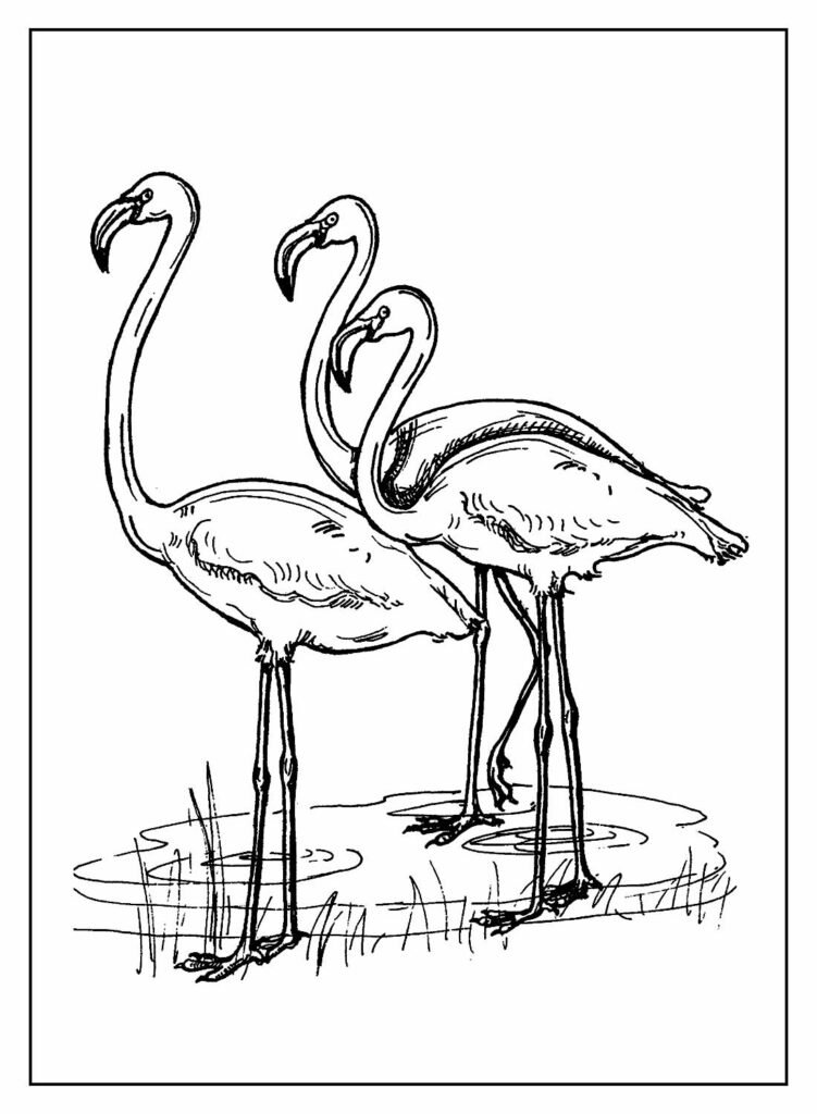 desenhos de flamingo para colorir 7