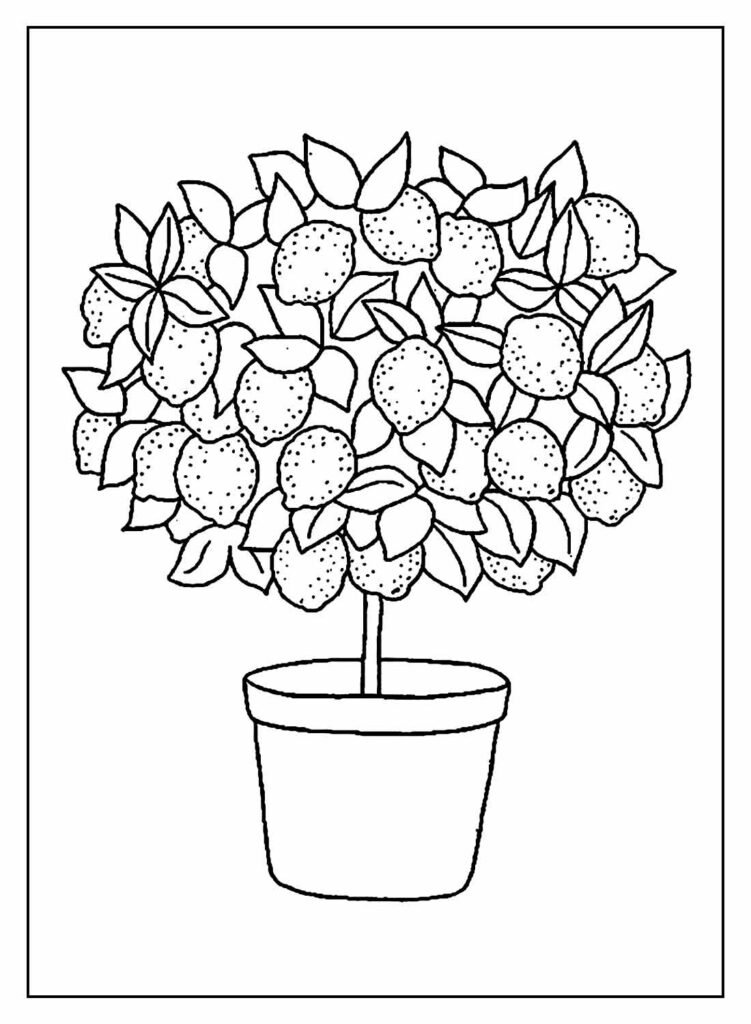 desenhos de limao para colorir 22