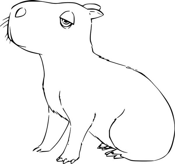 Colorir capivara