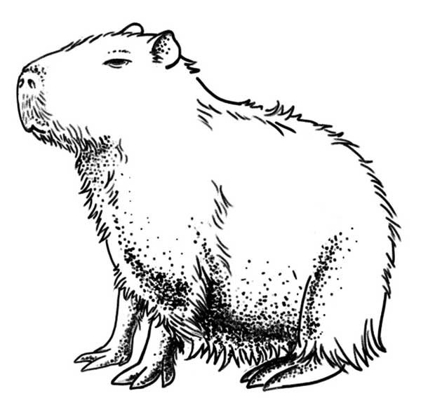 Desenho de capivara para colorir