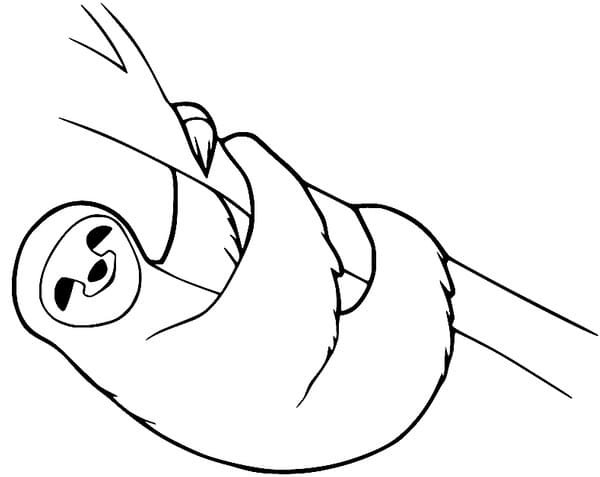 desenho de bicho preguica para criancas para colorir