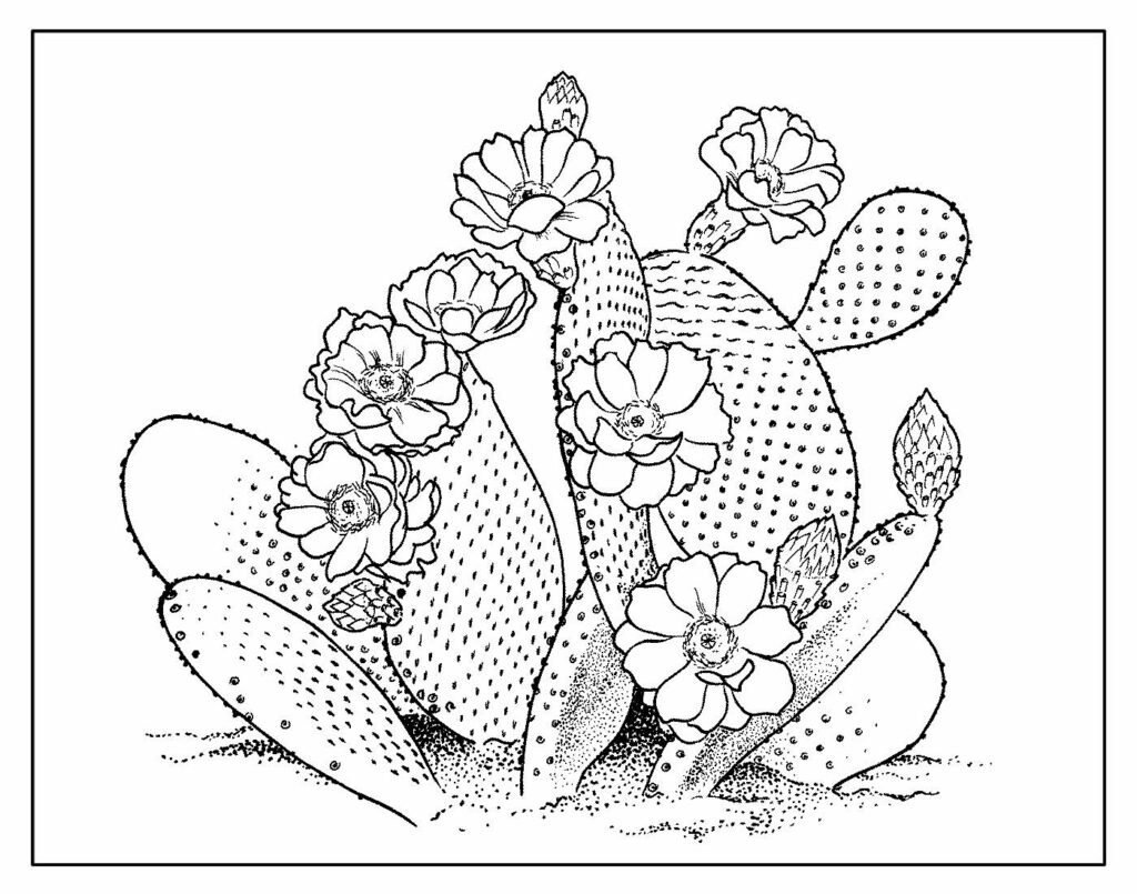 desenho de cacto para colorir 27