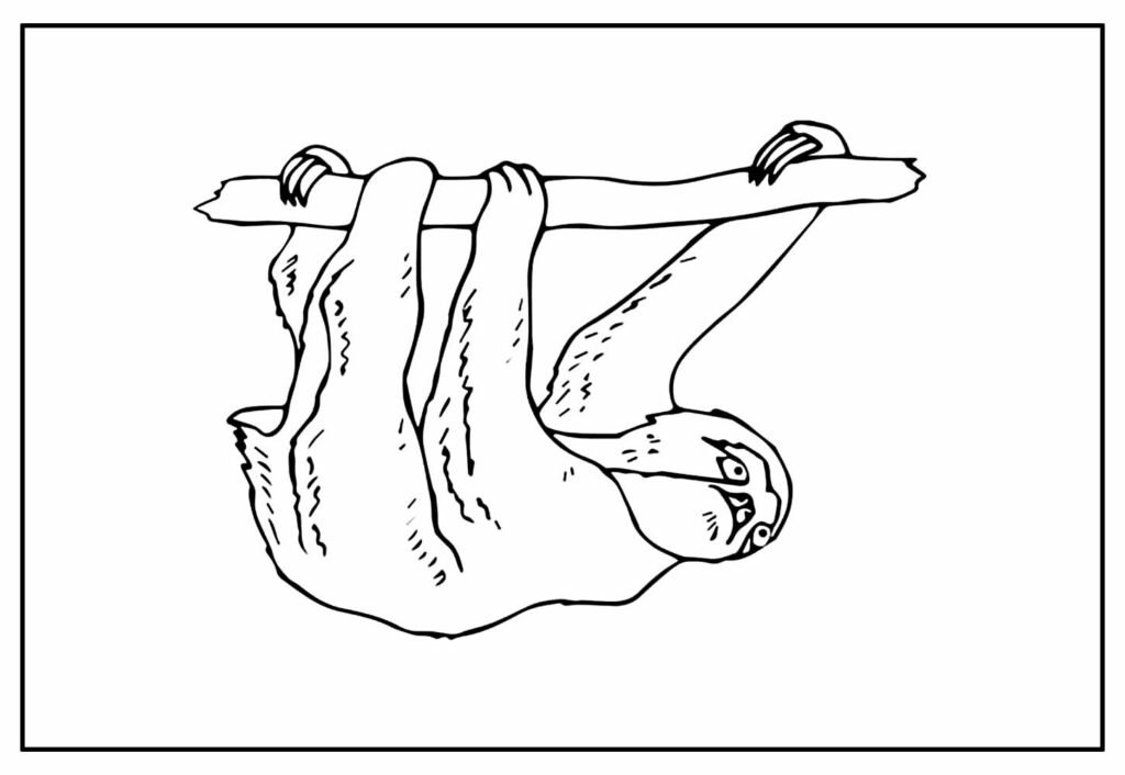 desenho do bicho preguica para colorir 6