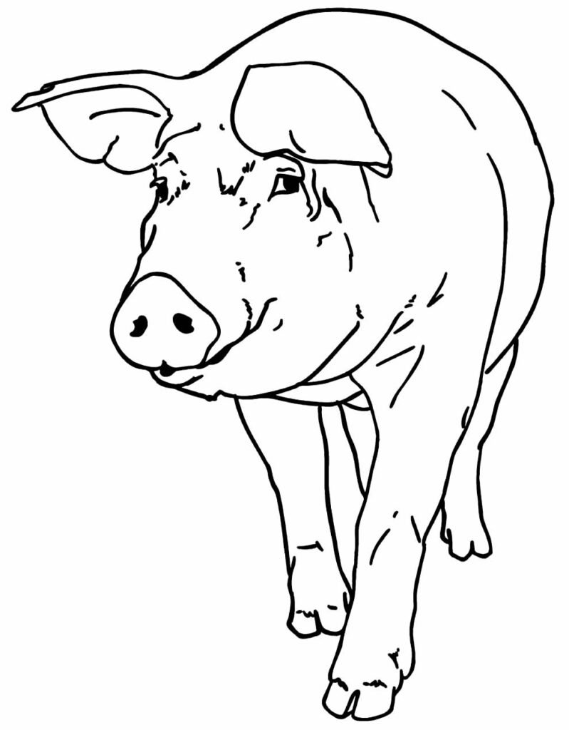 desenho de porquinhos para pintar 2