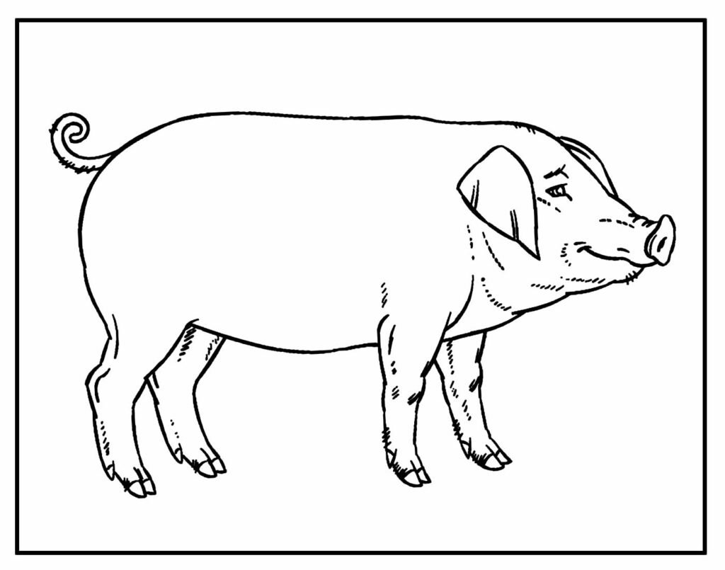 desenho lindo de porco para pintar e colorir 3