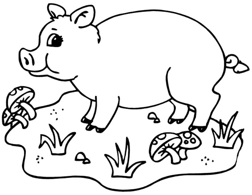 desenhos de porquinhos para colorir 11